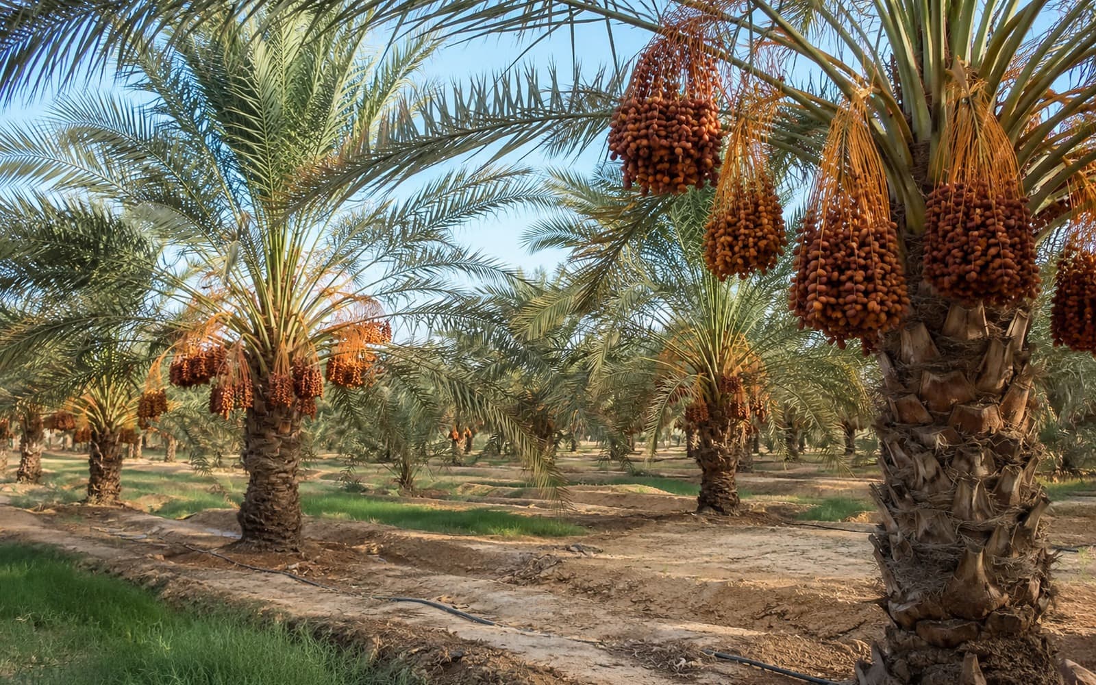 خرما - دشتستان · بوشهر