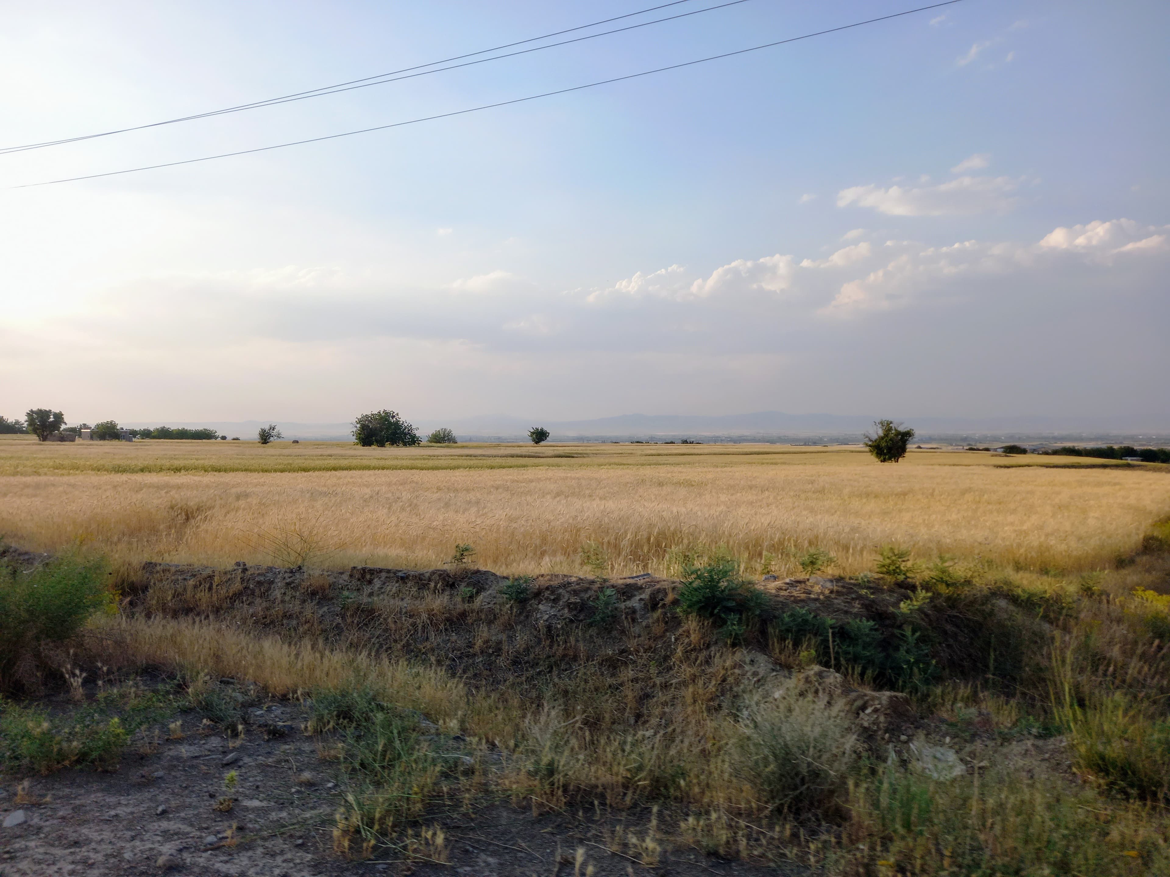 پایلوت گندم آبی میان‌آب