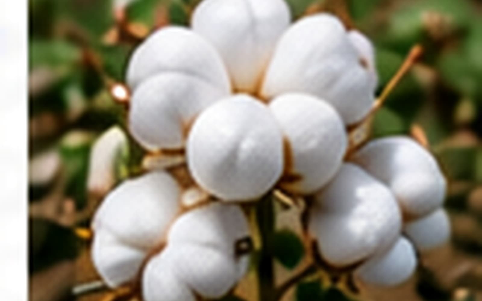 نمای نزدیک غوزه پنبه