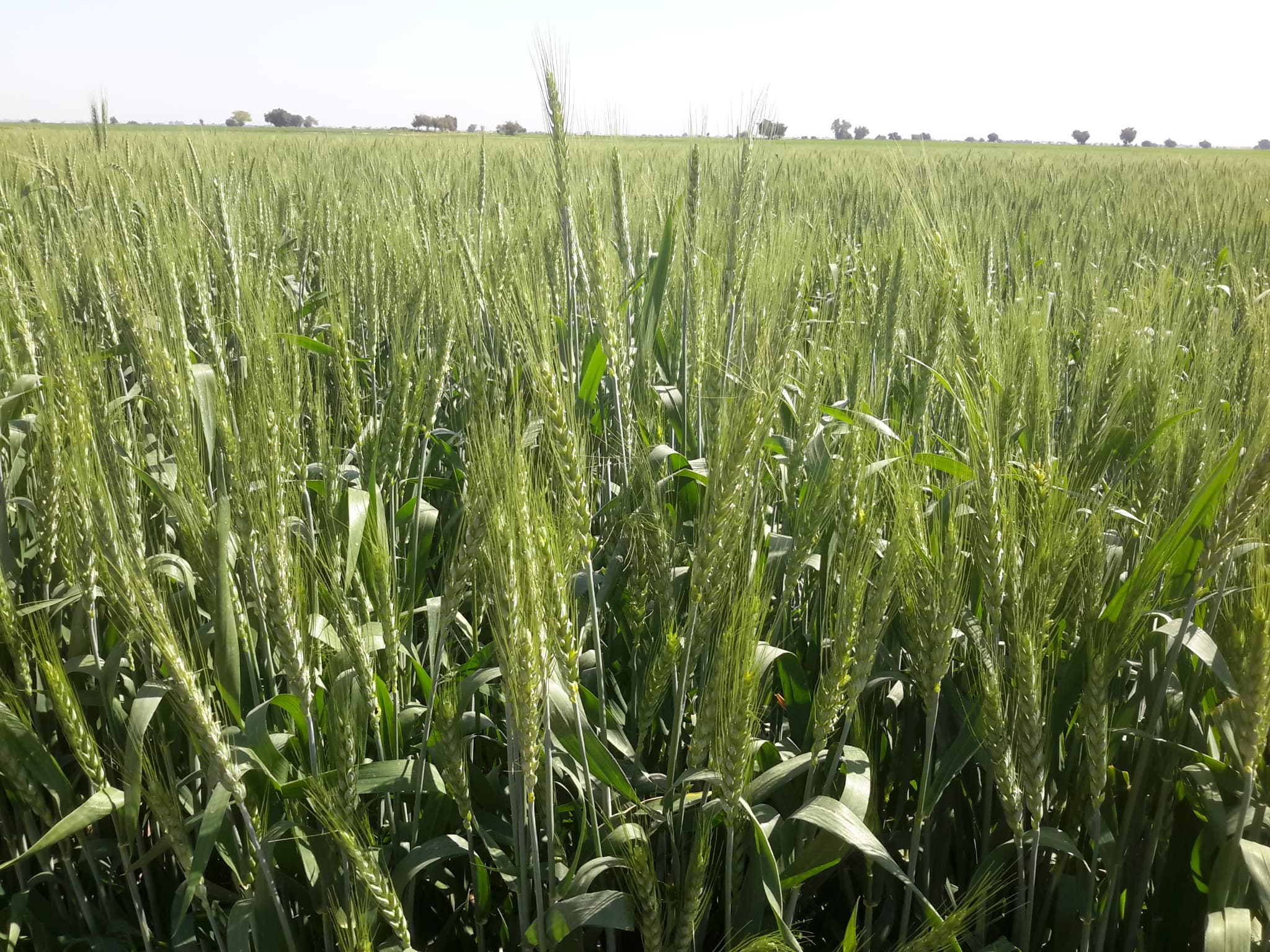 نمای نزدیک خوشه و بوته گندم در پایلوت دزفول